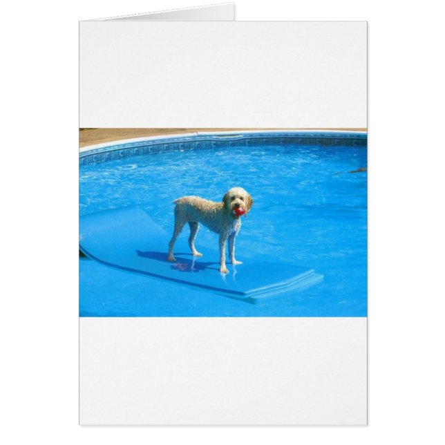 White Cockapoo Dog Swimming on a Raft (Voorkant)