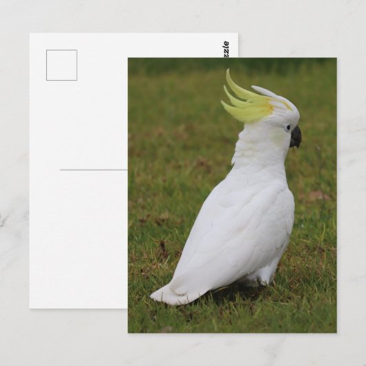 White Cockatau Briefkaart (Voorkant / Achterkant)