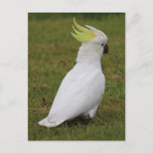 White Cockatau Briefkaart (Voorkant)