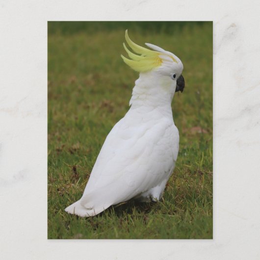 White Cockatau Briefkaart (Voorkant)