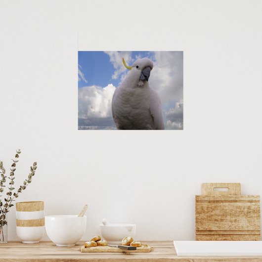 White Cockatau Poster (Keuken)