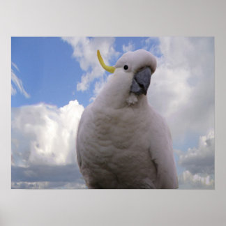 White Cockatau Poster