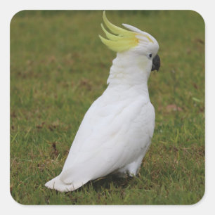 White Cockatau Vierkante Sticker