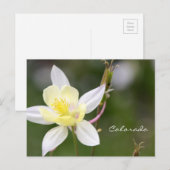 White Columbine Briefkaart (Voorkant / Achterkant)