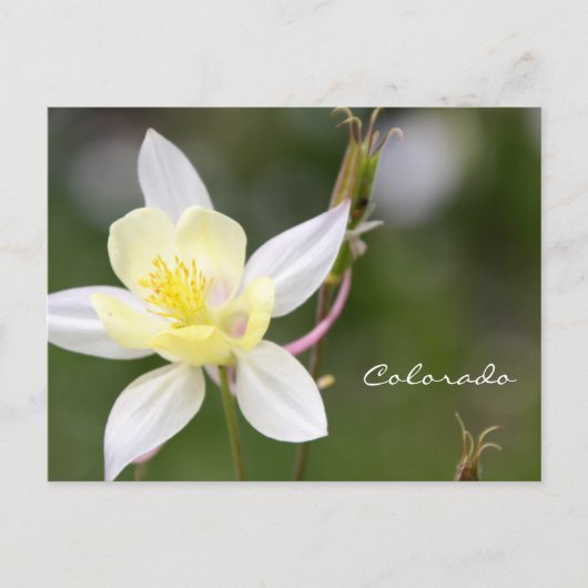 White Columbine Briefkaart (Voorkant)