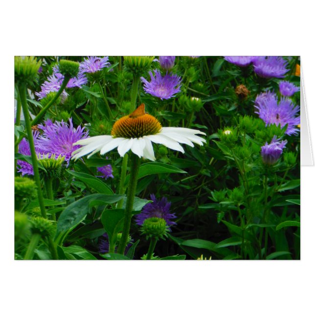 White Cone flower, paarse bloemen en moth (Voorkant Horizontaal)
