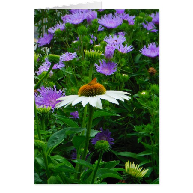 White Cone flower, paarse bloemen en moth (Voorkant)