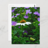White Cone flower, paarse bloemen en moth Briefkaart (Voorkant / Achterkant)