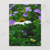 White Cone flower, paarse bloemen en moth Briefkaart (Voorkant)