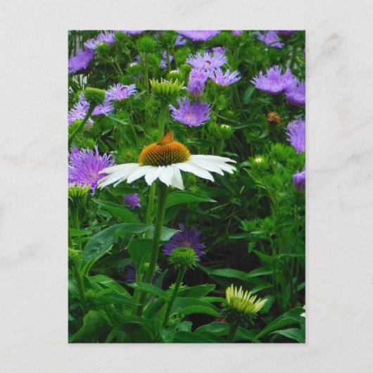 White Cone flower, paarse bloemen en moth Briefkaart (Voorkant)