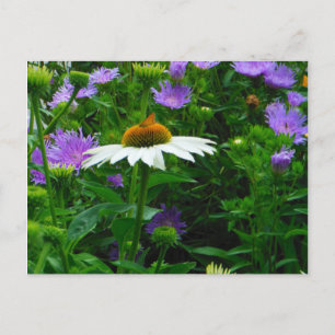 White Cone flower, paarse bloemen en moth Briefkaart