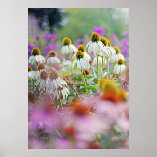 White Coneflowers Echinacea White Swan Poster (Voorkant)