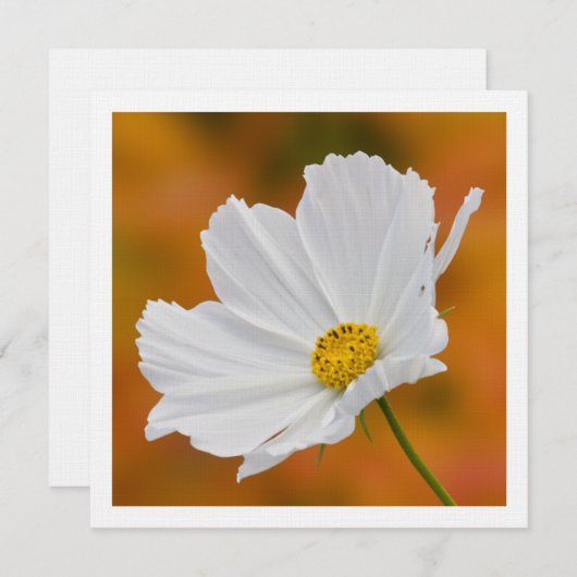 White Cosmos Floral Square Invitations Kaart (Voorkant / Achterkant)