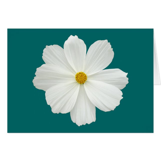 White Cosmos Flower (Voorkant Horizontaal)