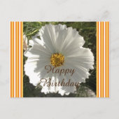 White Cosmos Flower Birthday Briefkaart (Voorkant)