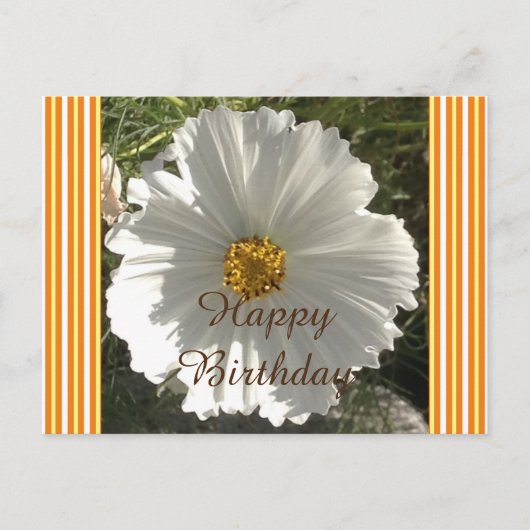 White Cosmos Flower Birthday Briefkaart (Voorkant)