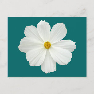 White Cosmos Flower Briefkaart