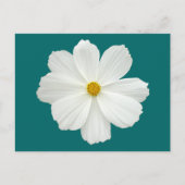 White Cosmos Flower Briefkaart (Voorkant)