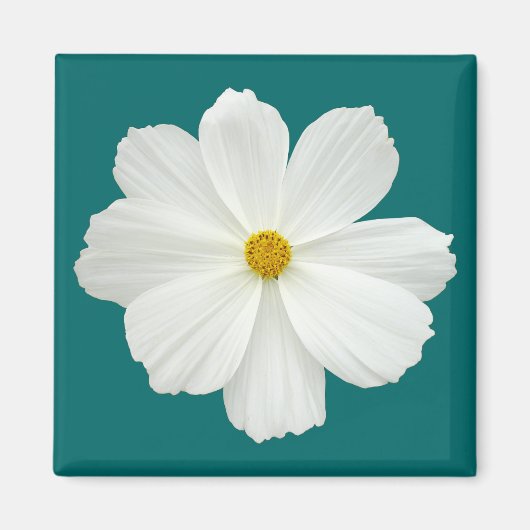 White Cosmos Flower Magneet (Voorkant)