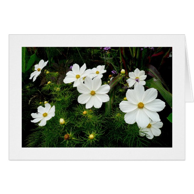 White Cosmos Flowers (Voorkant Horizontaal)