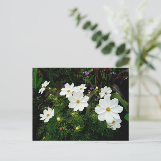 White Cosmos Flowers Briefkaart (Staand voorkant)