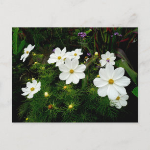 White Cosmos Flowers Briefkaart
