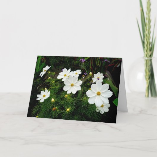 White Cosmos Flowers Kaart (Voorkant)