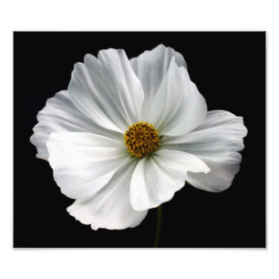 White Cosmos Photo Print Foto Afdruk