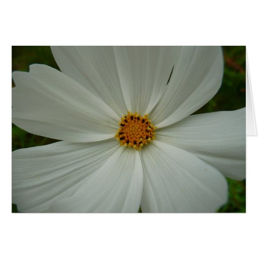 White Cosmos Summer Wildflower Floral (Voorkant Horizontaal)