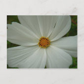 White Cosmos Summer Wildflower Floral Briefkaart (Voorkant)