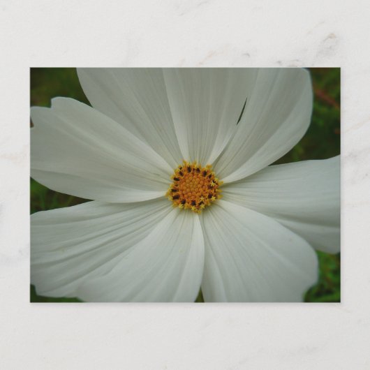 White Cosmos Summer Wildflower Floral Briefkaart (Voorkant)