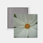 White Cosmos Summer Wildflower Floral Magneet (Voorkant / Achterkant)