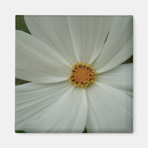 White Cosmos Summer Wildflower Floral Magneet