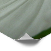 White Cosmos Summer Wildflower Floral Poster (Hoek)