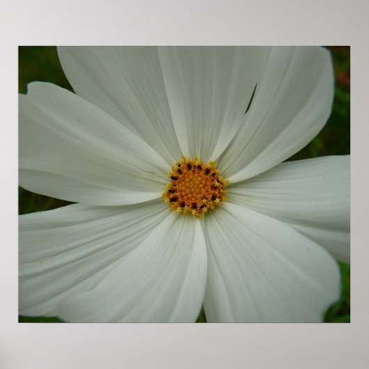 White Cosmos Summer Wildflower Floral Poster (Voorkant)