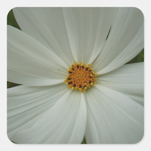 White Cosmos Summer Wildflower Floral Vierkante Sticker (Voorkant)
