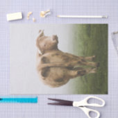 White Cow Bull die terugkijkt in een Foggy Field Tissuepapier (Craft)