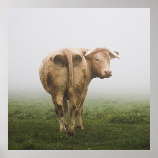 White Cow Bull looking Back in a Foggy Field Poster (Voorkant)