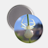 White Crab Spider Magnet (Voorkant / Achterkant)