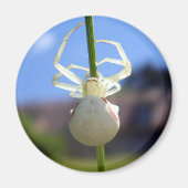 White Crab Spider Magnet (Voorkant)