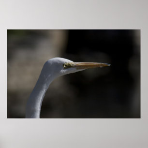 White Crane Bird Headshot Foto Poster