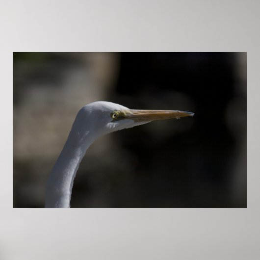 White Crane Bird Headshot Foto Poster (Voorkant)