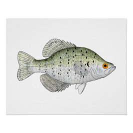 White Crappie Perfect Poster