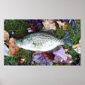 White Crappie Poster (Voorkant)