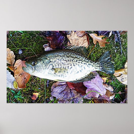 White Crappie Poster (Voorkant)
