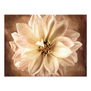 White, Cream, Brown Dahlia Background Gepersonalis Foto Afdruk