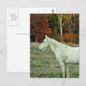 White Cream Horse in an Autumn Field Briefkaart (Voorkant / Achterkant)