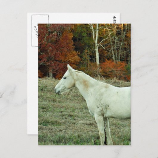 White Cream Horse in an Autumn Field Briefkaart (Voorkant / Achterkant)
