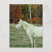 White Cream Horse in an Autumn Field Briefkaart (Voorkant)