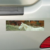 White Cream Horse in an Autumn Field Bumpersticker (Op auto)